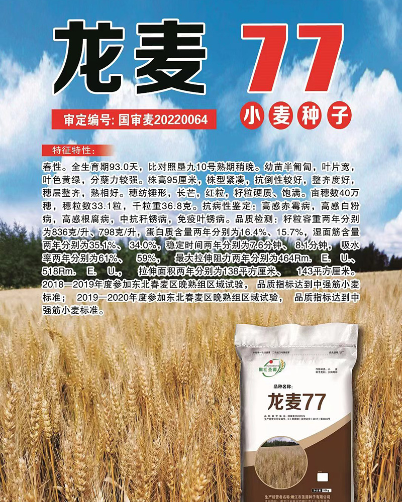 龍麥種子 龍麥種子