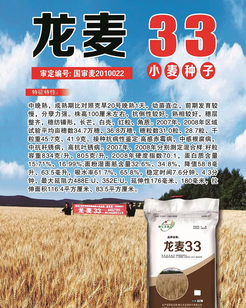 龍麥種子 龍麥種子