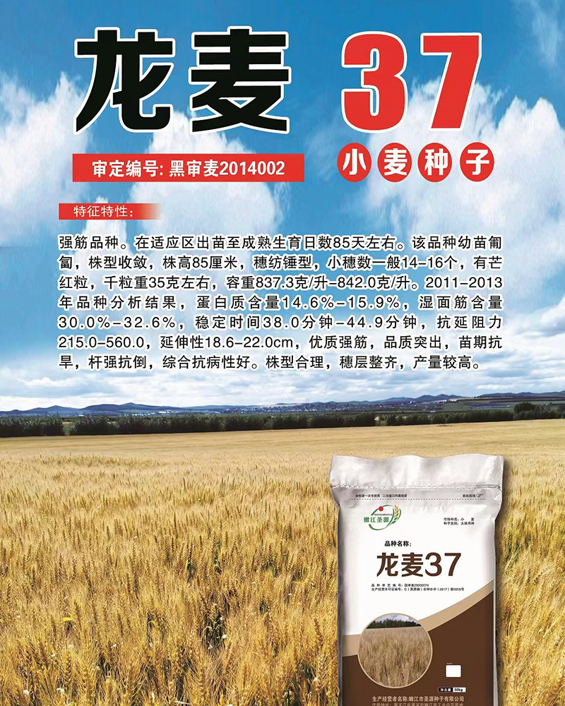 龍麥種子 龍麥種子